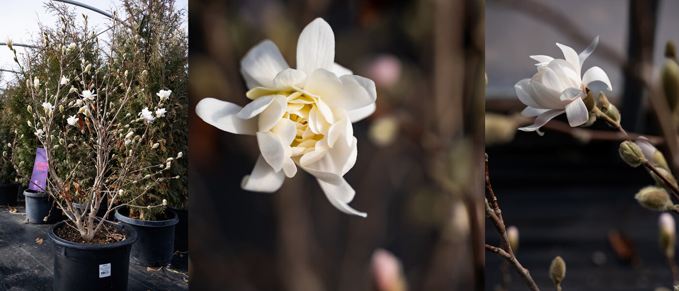 Centennial Blush' Star Magnolia: Ideal for Utah Yards