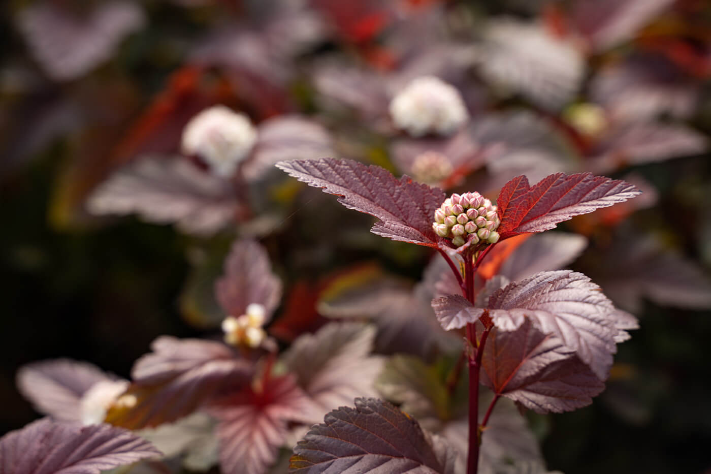 The Versatility of Ninebark Adds Dimension to Your Garden