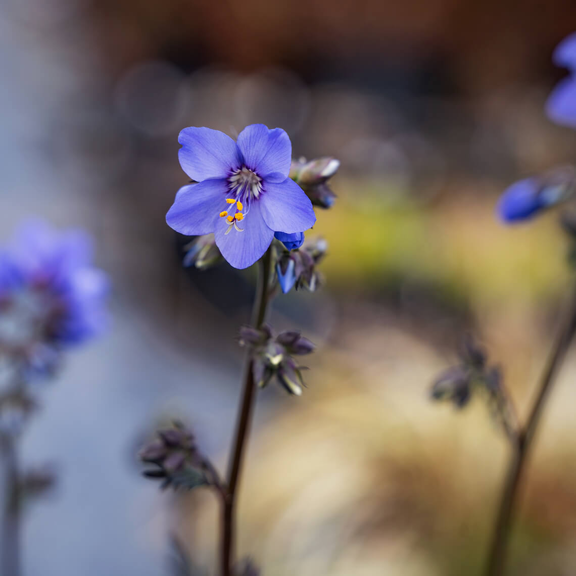 'Bressingham Purple' Jacob's Ladder is Absolutely Stunning