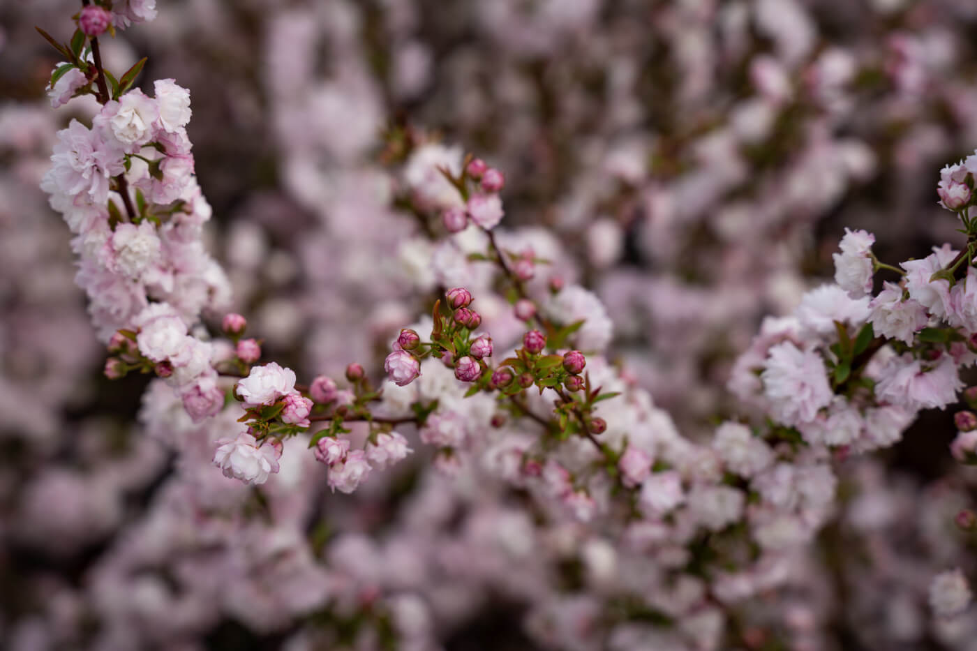 Dwarf Flowering Almond: Early blossoms on a compact shrub