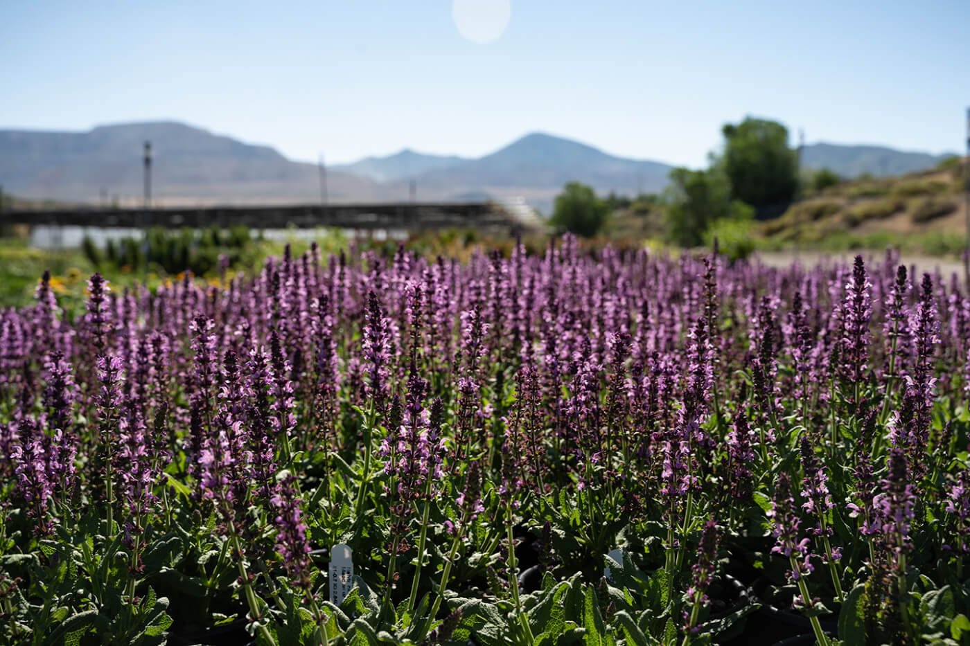 Which salvia is best for your yard?