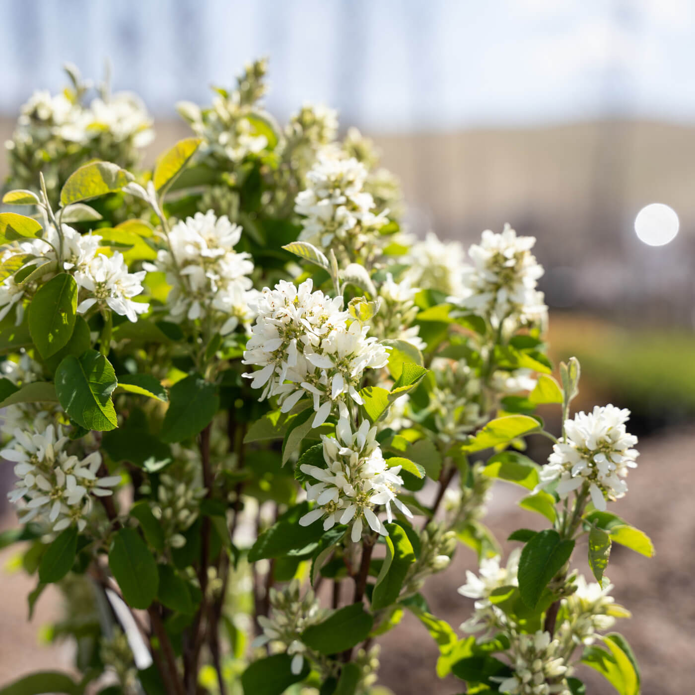 Serviceberry Trees and Shrubs Benefit your Utah Landscape