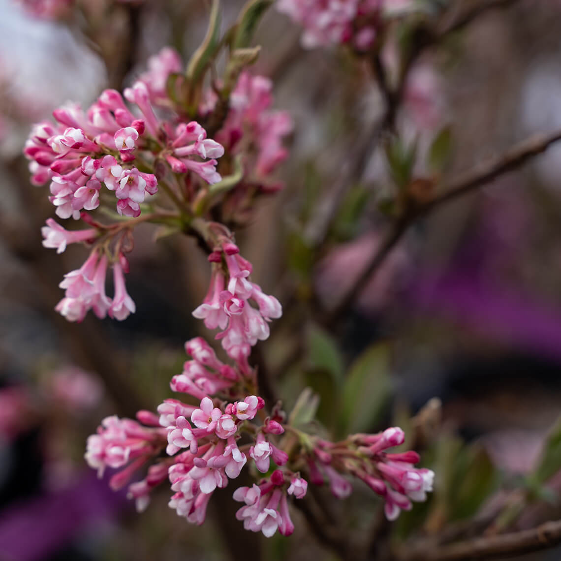 You Can't Go Wrong with Viburnum in Your Yard