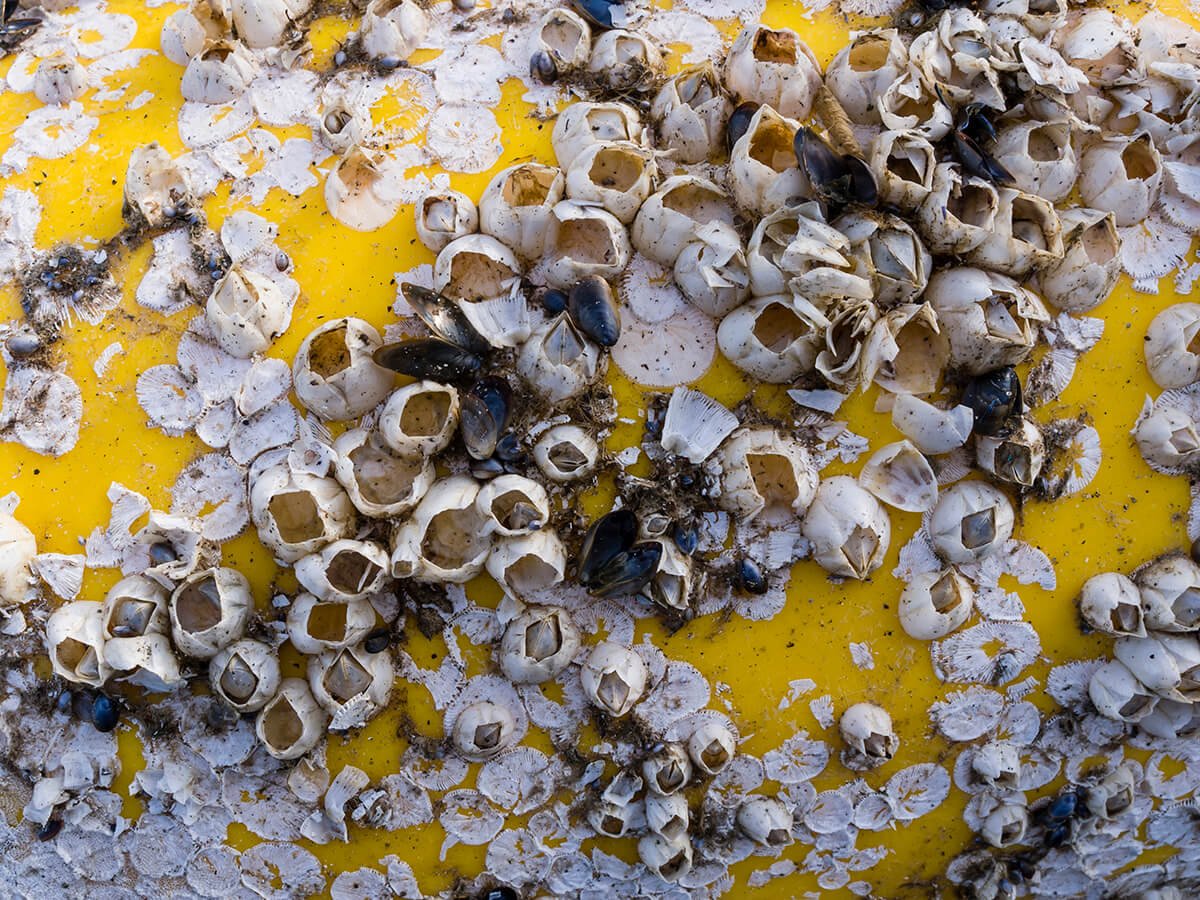 Clear Barnacles out of Your Life Through Landscaping