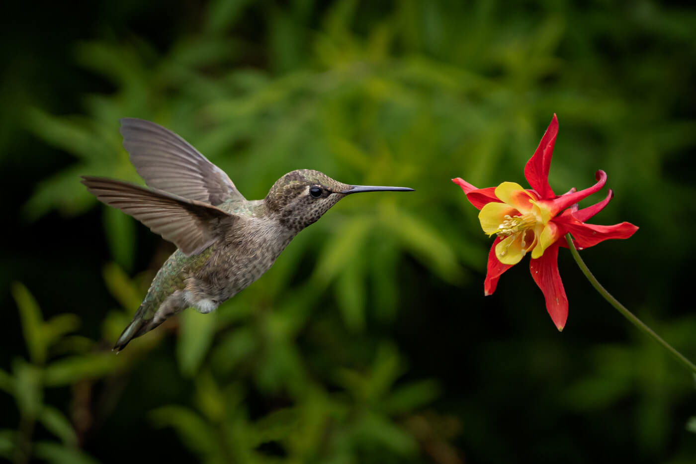 Attract more hummingbirds into your yard