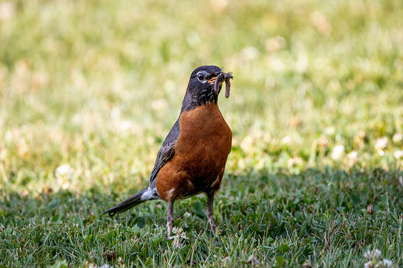 Nesting Birds Add Life to Your Landscape