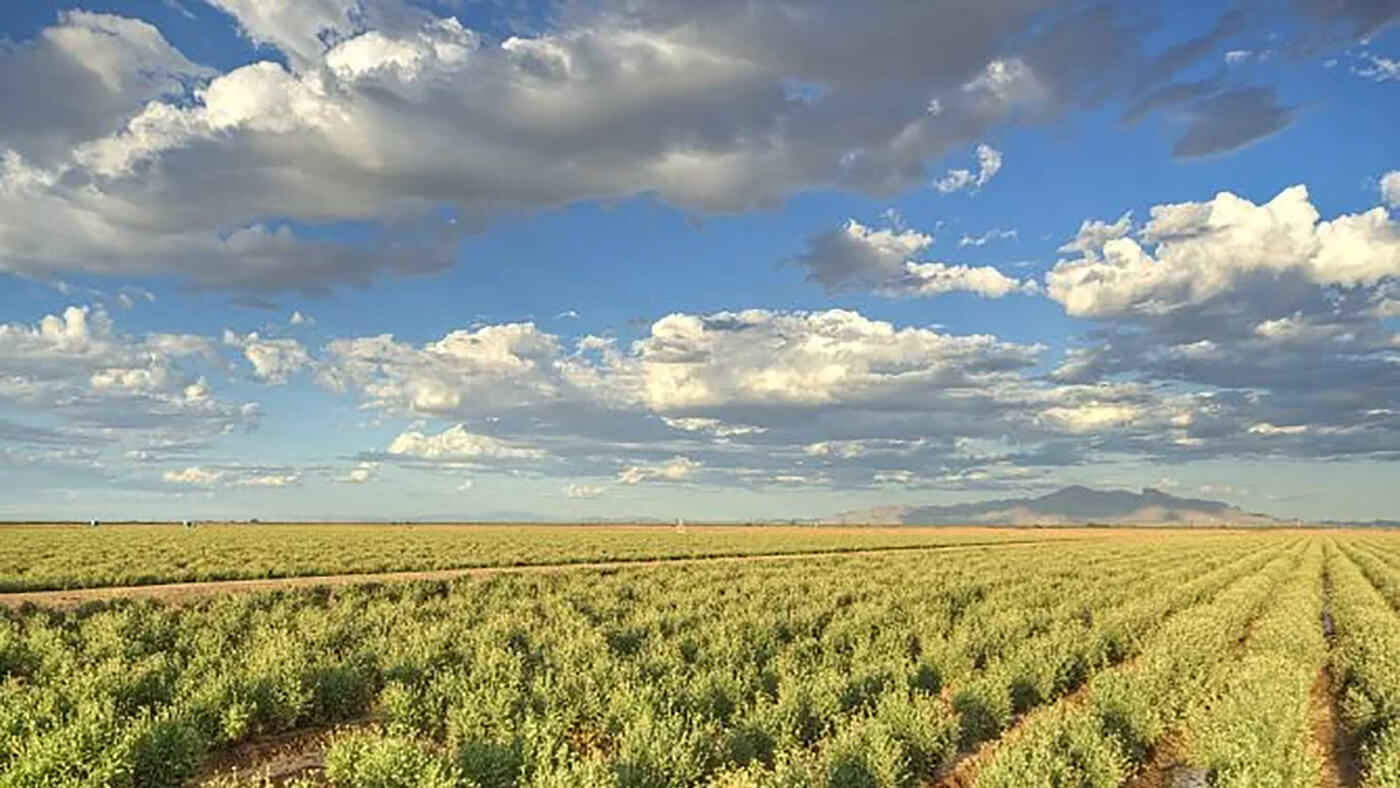 Bridgestone tires with guayule closer than ever!