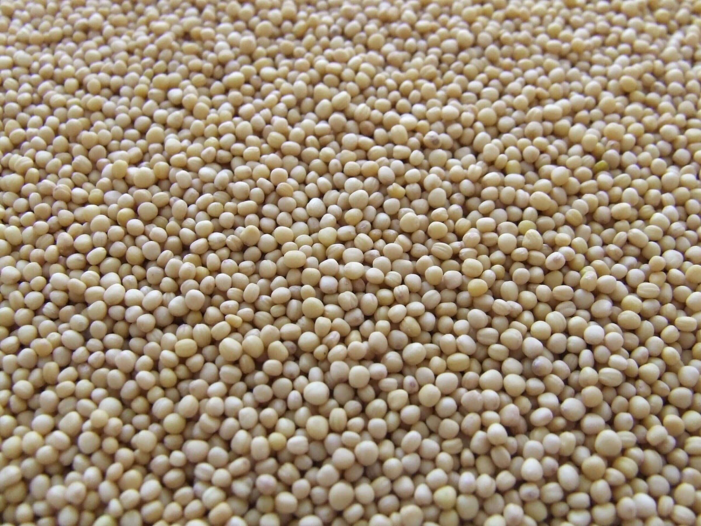 Des pneus Goodyear faits à partir de soya?