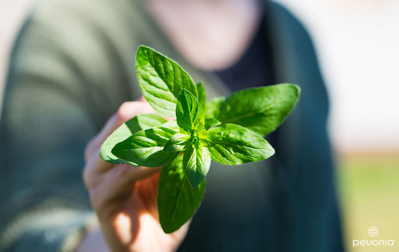 Spice Up Your Beauty Routine With Herbs and Spices