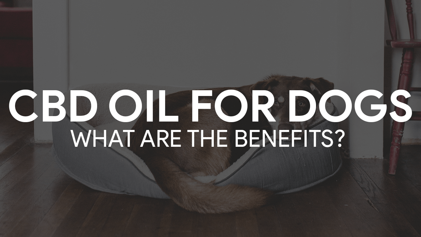 CBD Oil for Dogs: What are the benefits?