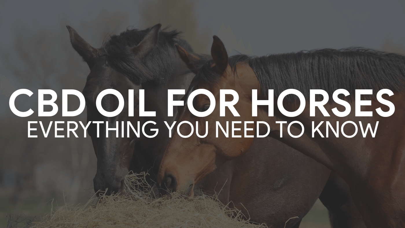 CBD Oil for Horses: An In-Depth Look at Its Uses and Benefits in Australia