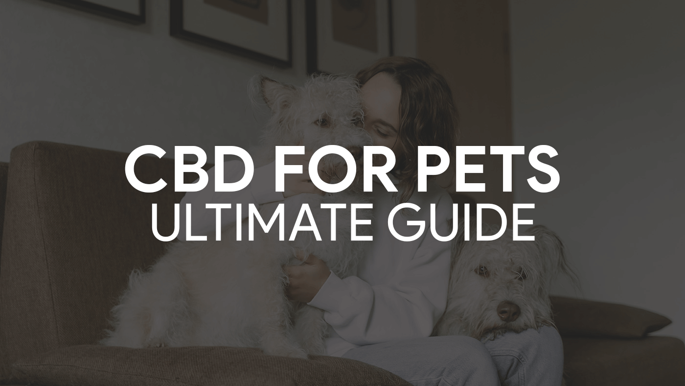 CBD Oil for Pets: Benefits for Dogs and Cats