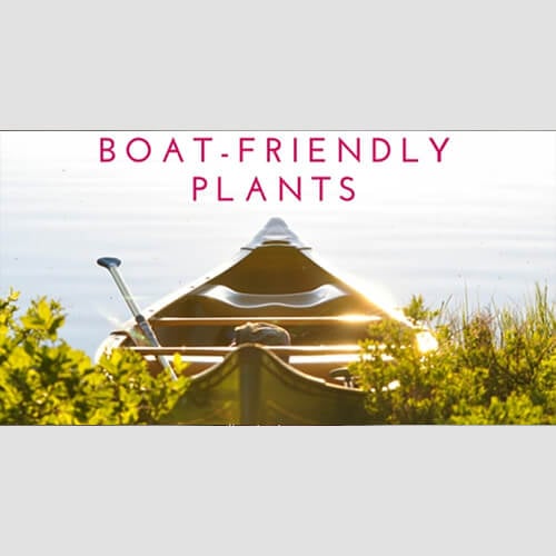 5 Boat-Friendly Plants to Keep On Board