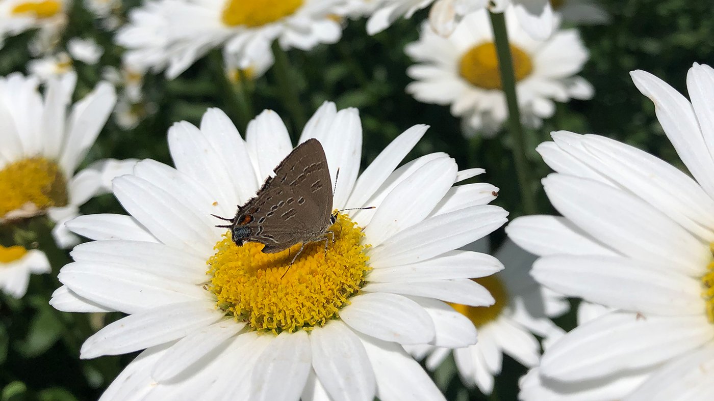 Butterfly Gardens: Planting the Big Picture