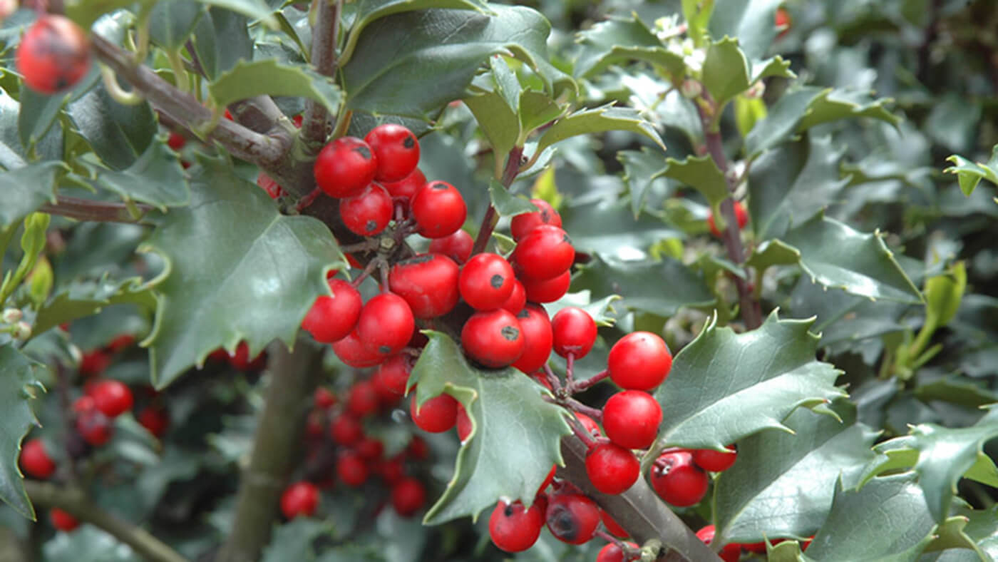 Holly Tree 50 Types Of Holly Trees, Planting, Grow Zones