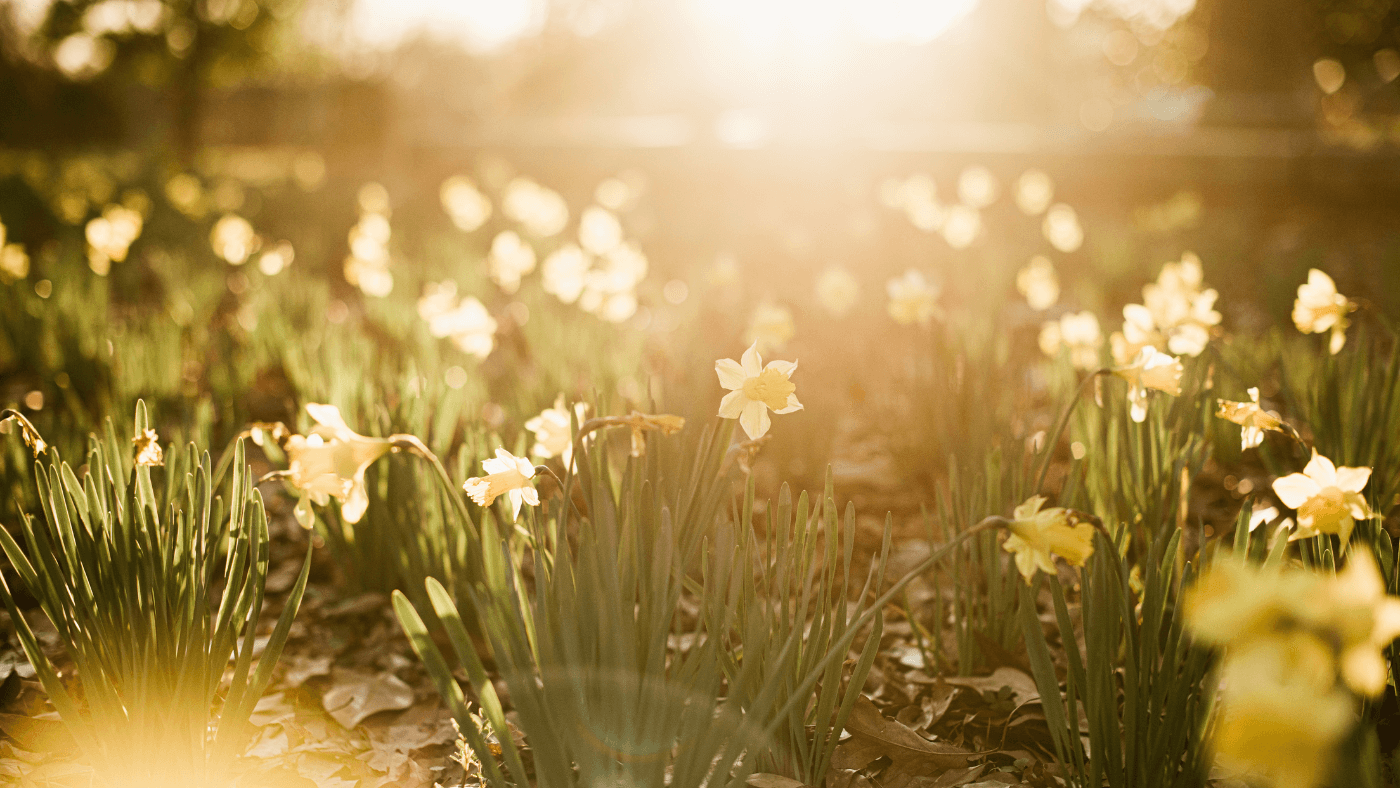 Tips for Gardening in March