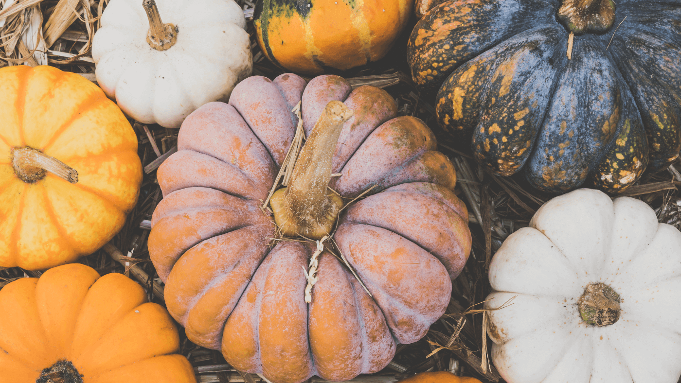A Guide to Growing Your Own Pumpkins