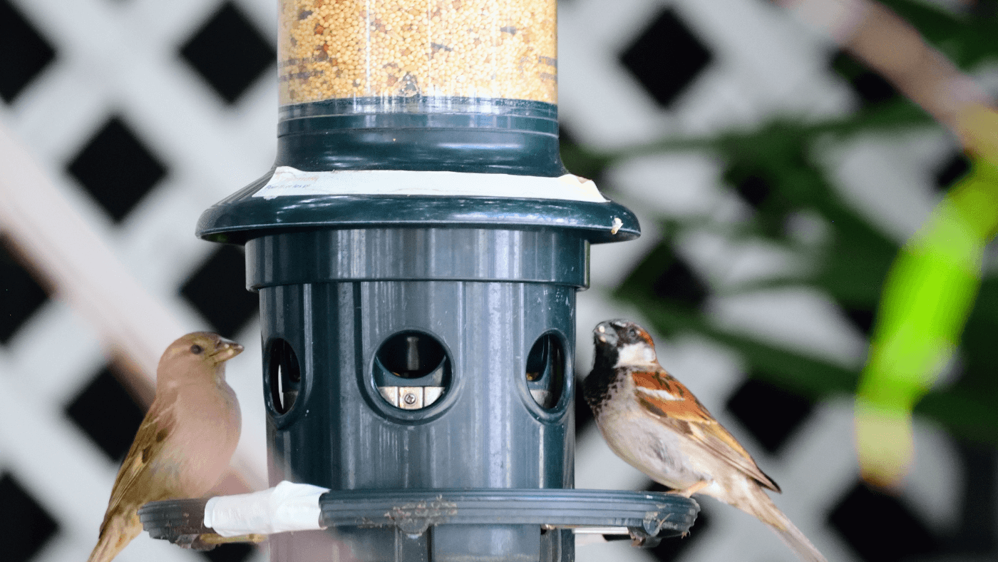 Attracting and Caring for Birds in your Garden!