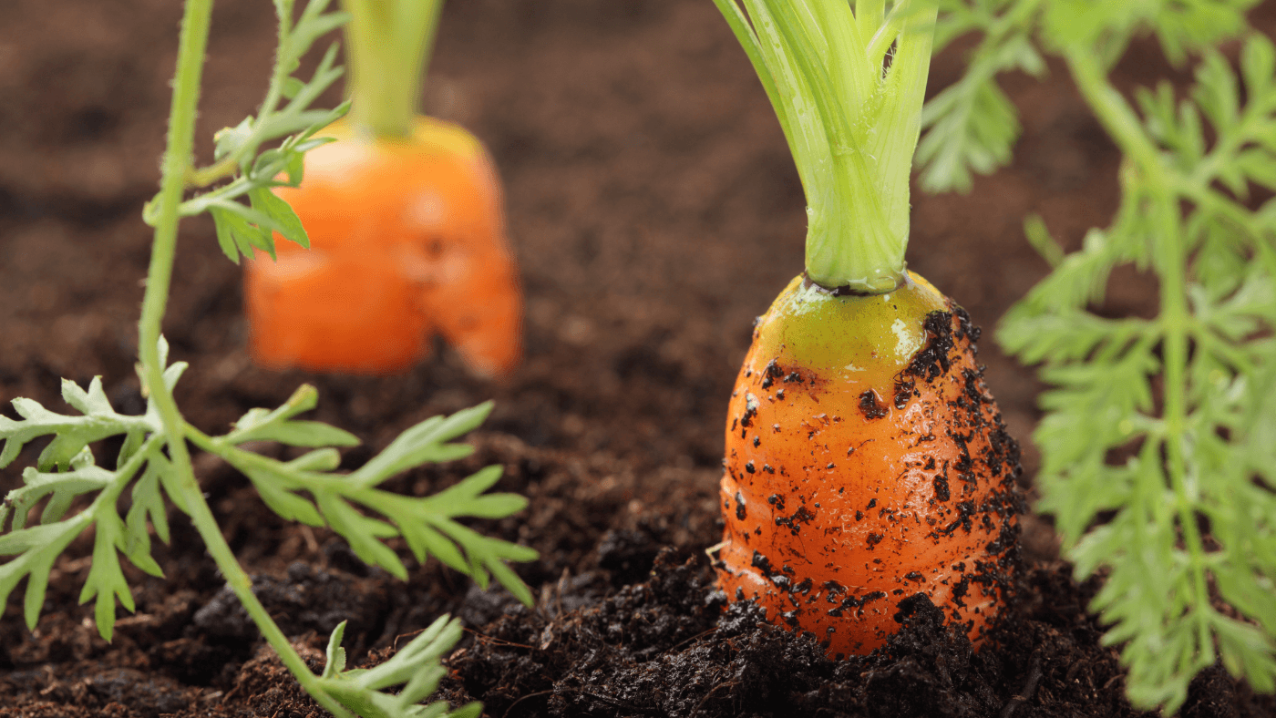 Grow Your Own Food: Tips for Starting a Kitchen Garden