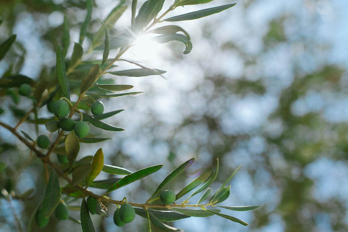 A Journey Through Ancient Civilizations: The History Of Olive Oil