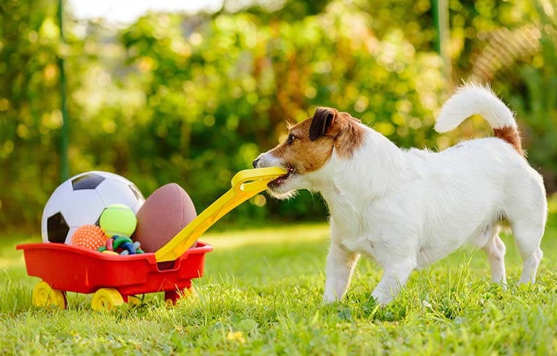 Top Outdoor Dog Toys for Active Play