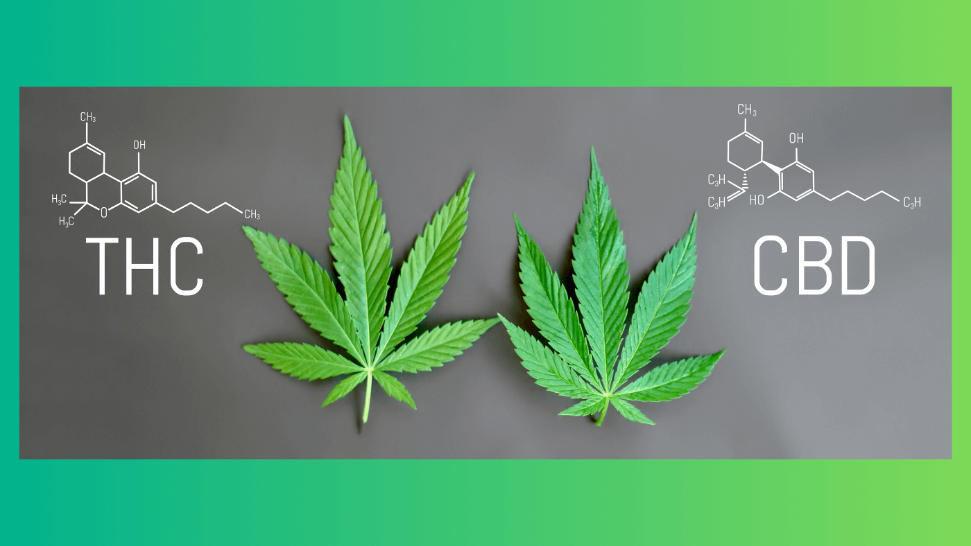 CBD and THC: Understanding the Differences and Benefits