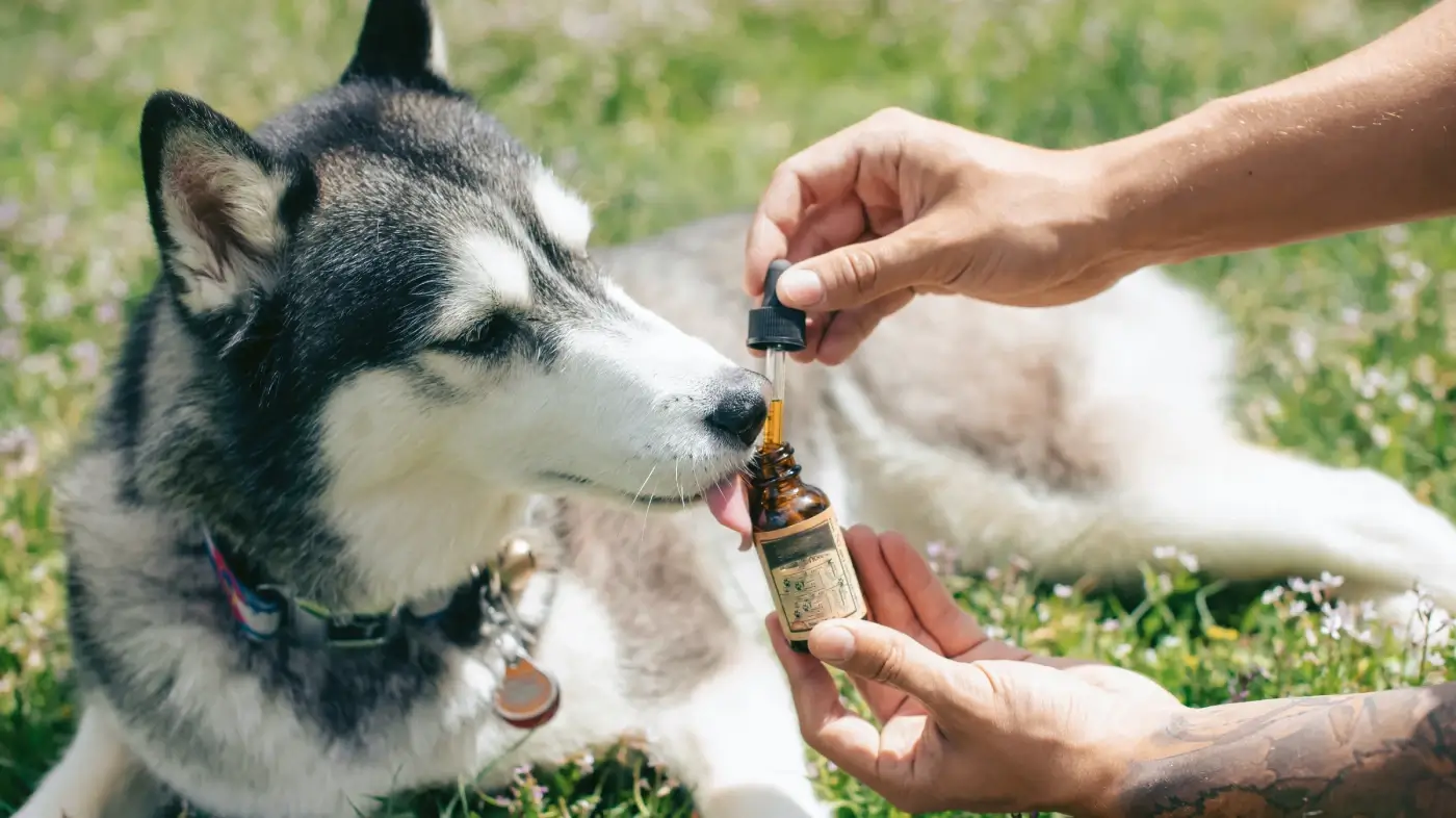 CBD Dosage For Dogs: Everything You Need To Know