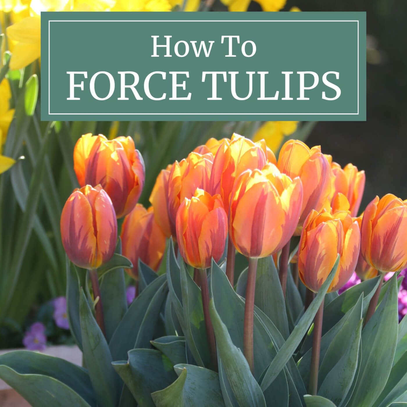 How to Force Tulips Indoors for Early Blooms