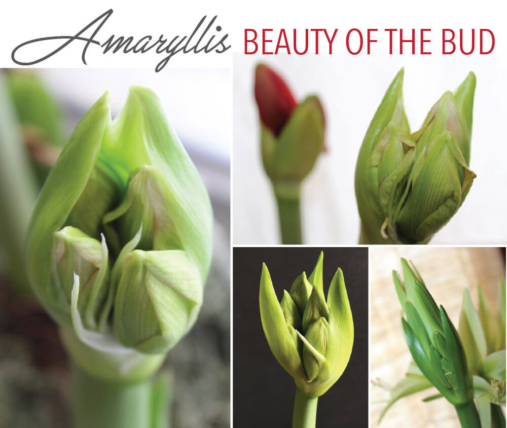 Amaryllis: The Beauty of the Bud