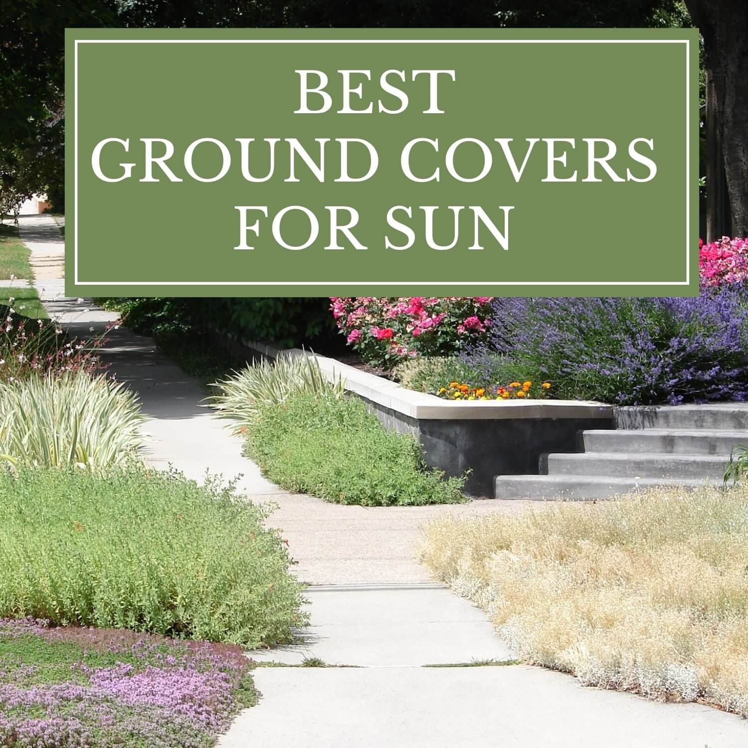 ground covers for sun