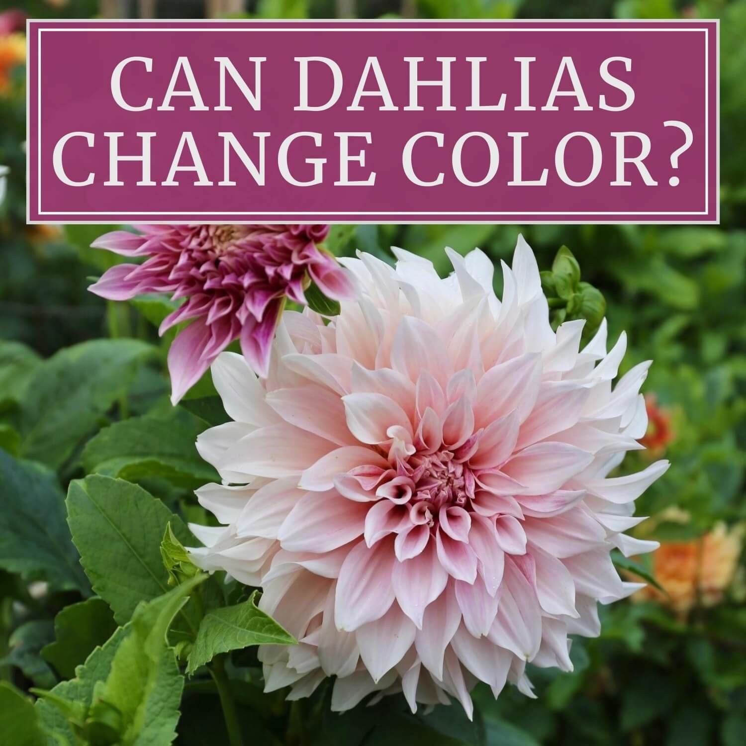The Best Options for Staking Dahlias