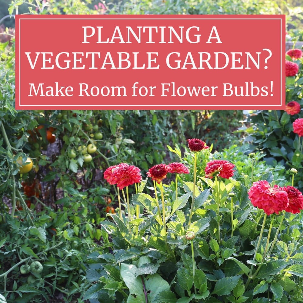 Think Inside the Box: Growing Veggies in Containers, Blog