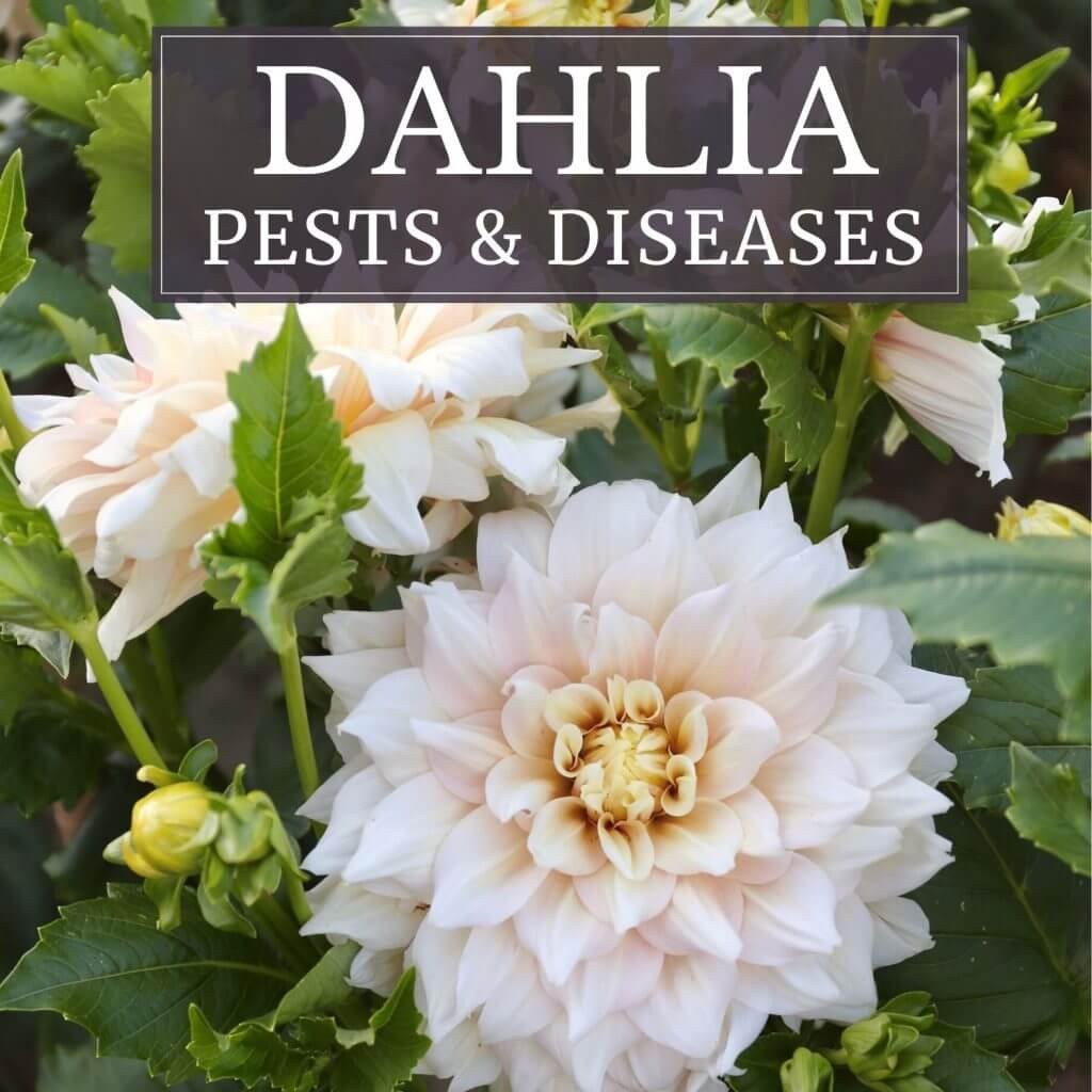 https://dropinblog.net/34250657/files/featured/Dahlia-Pests-and-Diseases-1024x1024.jpg