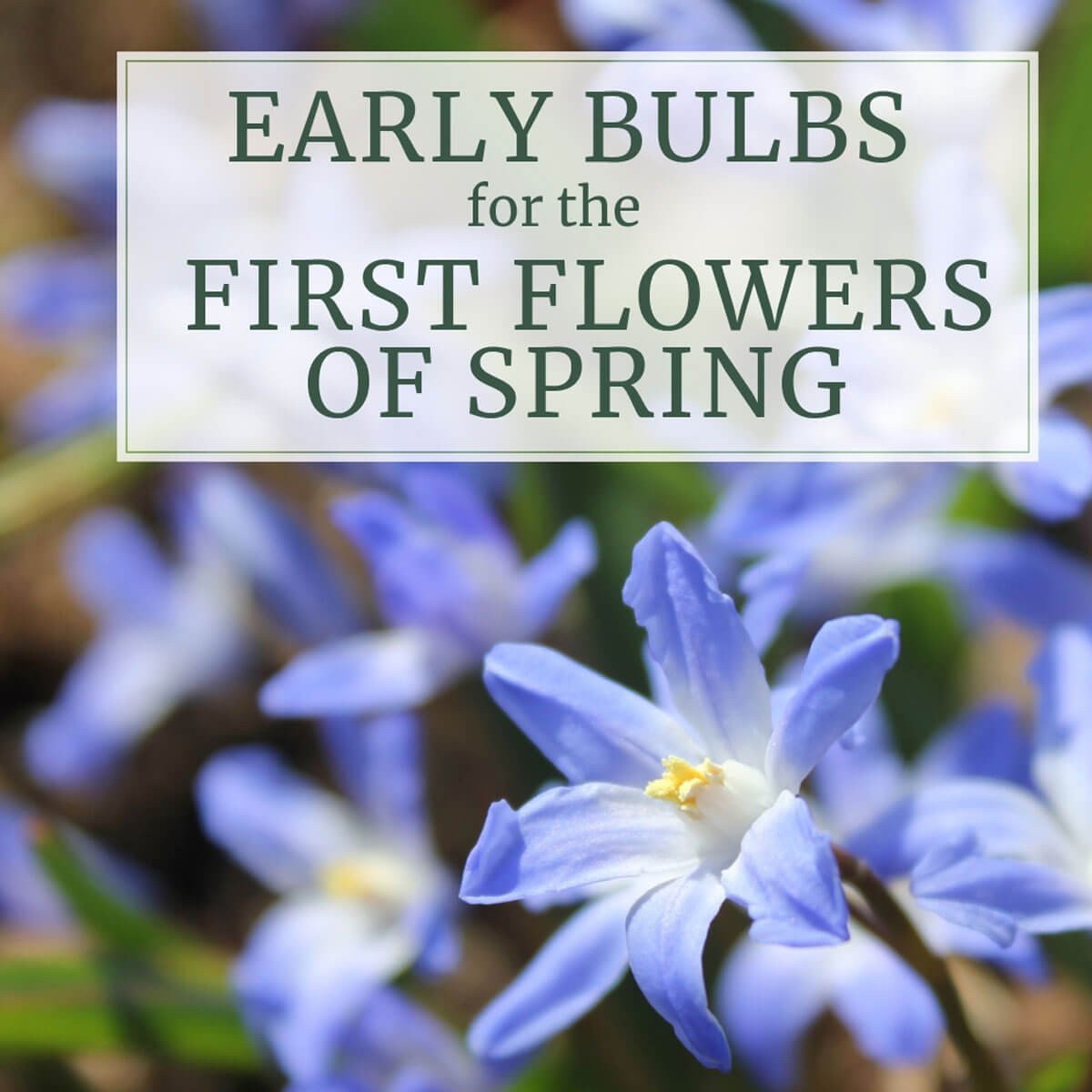 Early Blooming Bulbs for the First Flowers of Spring