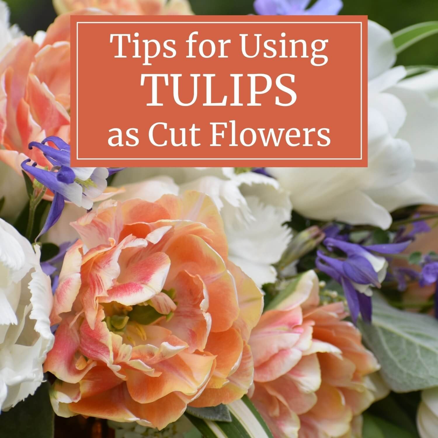 long and low flower arrangement- Black Tulip Flowers