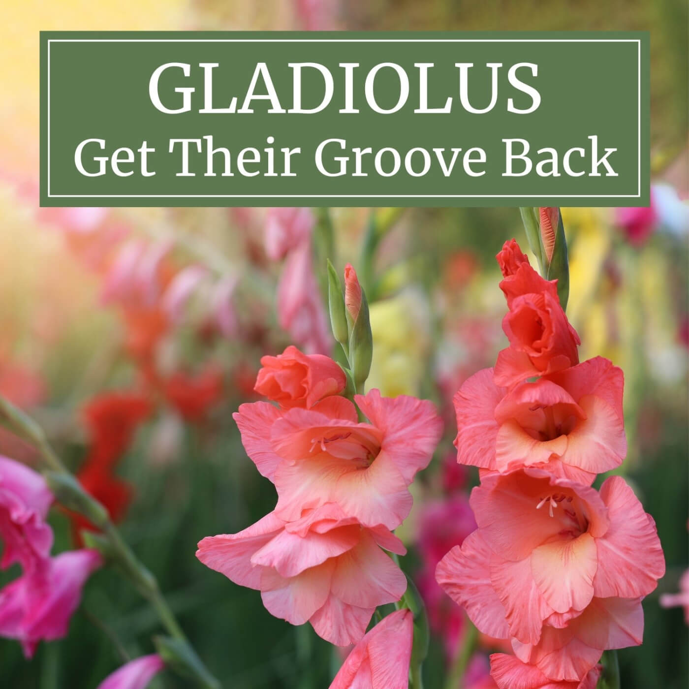 Gladiolus Bush Flower Stems - Set of 5