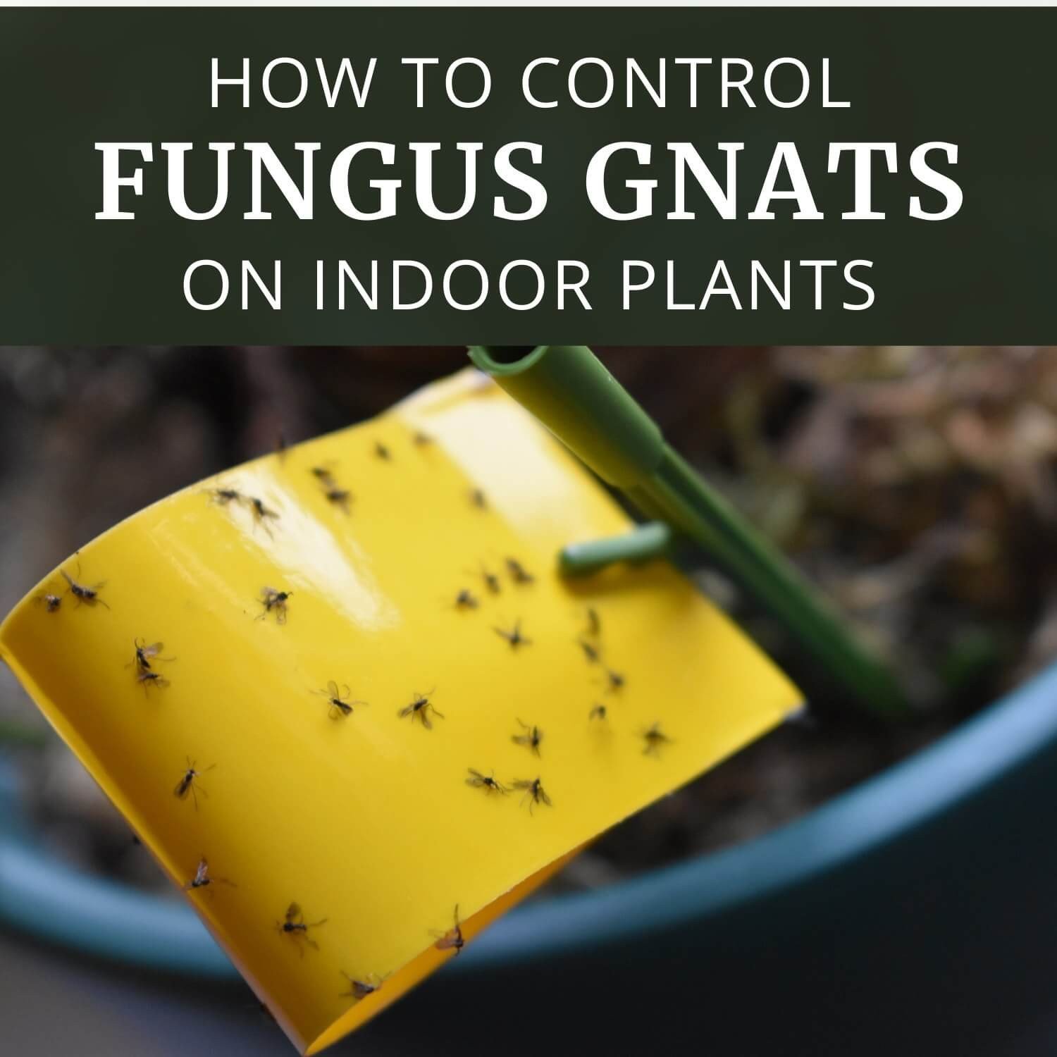 How To Get Rid Of Fungus Gnats In Houseplants (9 Ways) - Get Busy Gardening