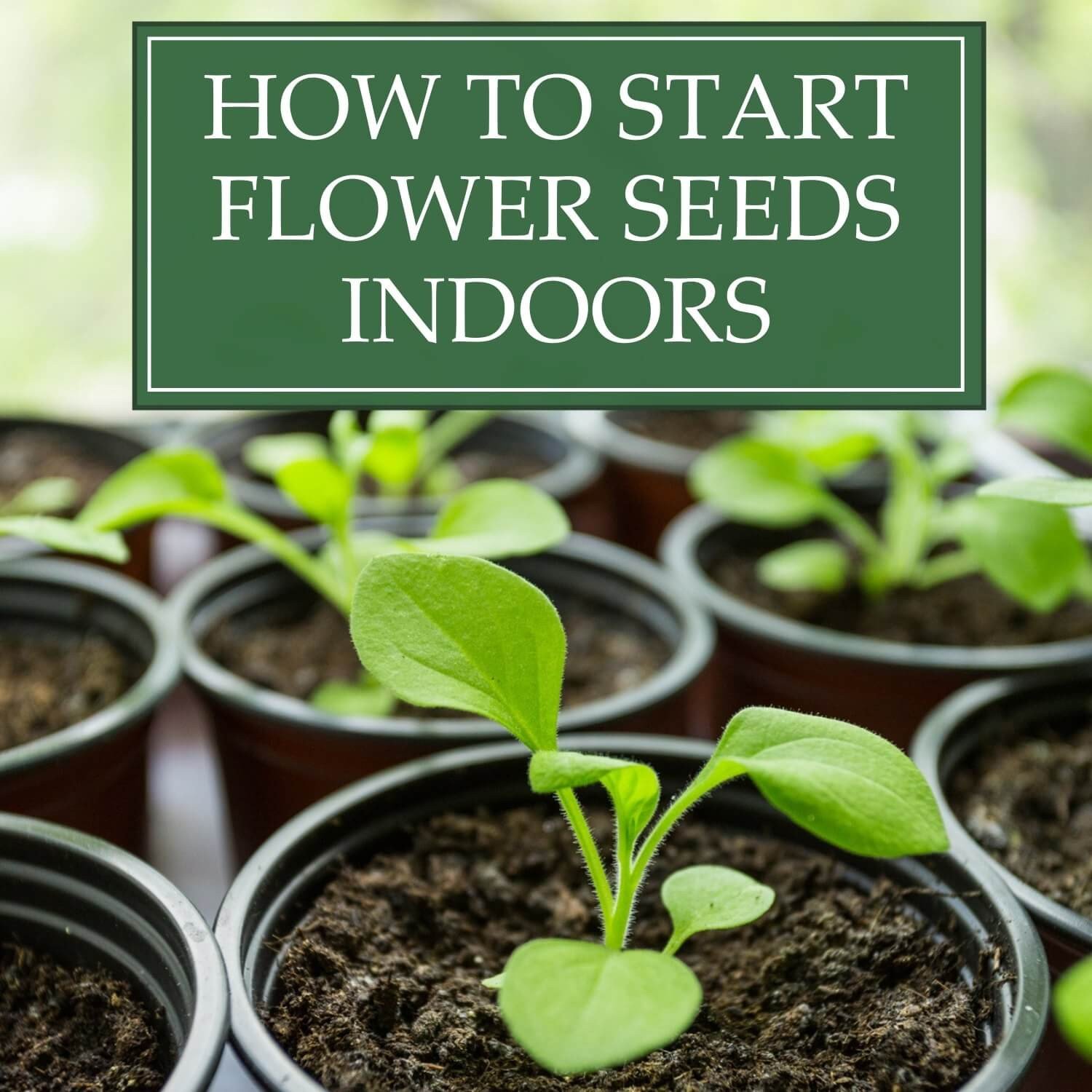 How to Start Flower Seeds Indoors
