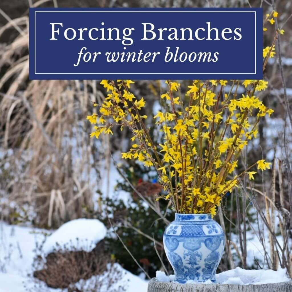 Winter Bloom Forcing Tips for Trees and Shrubs