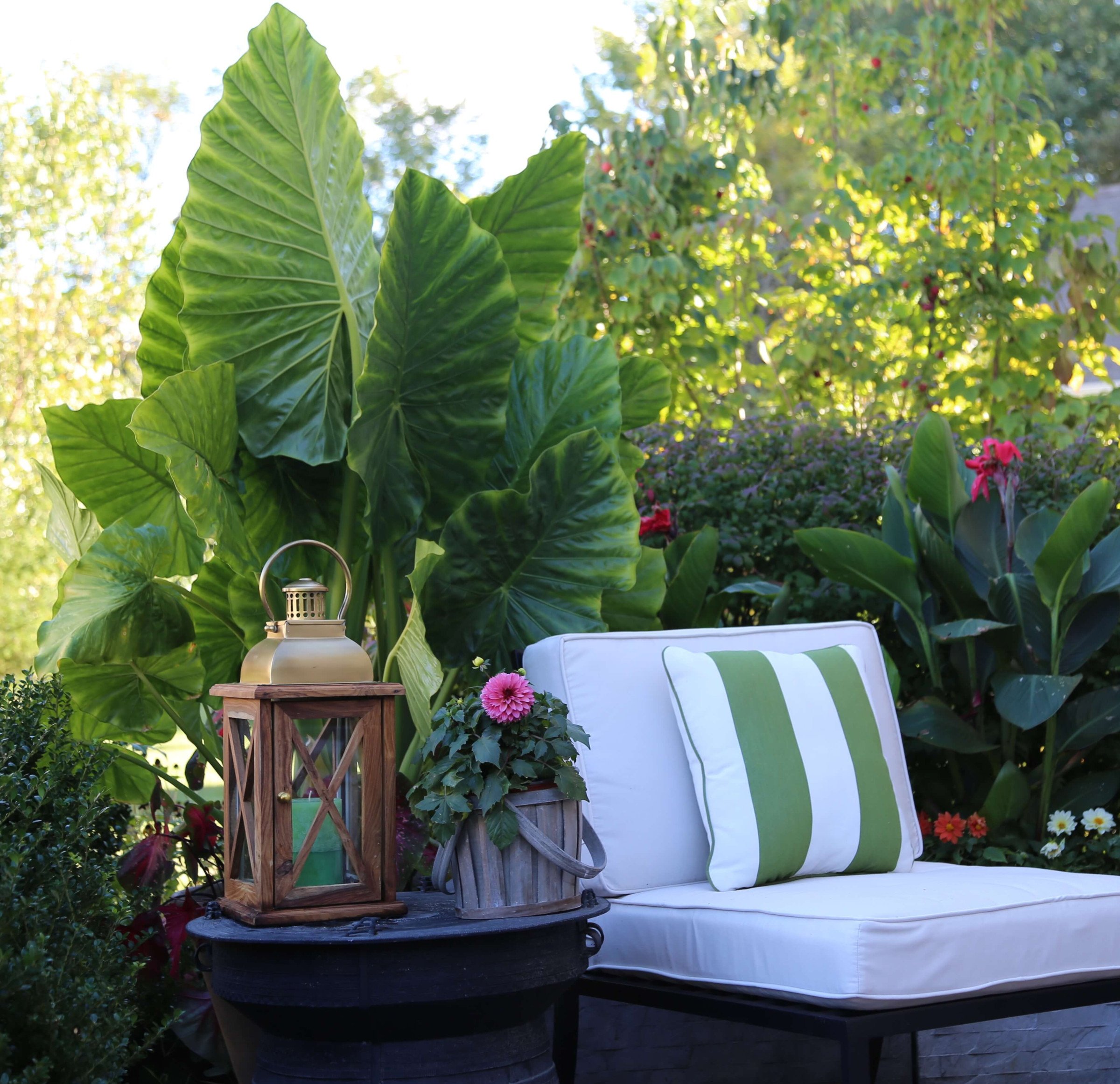 Elephant Ears Late Summer Fireworks for Pots and Planters