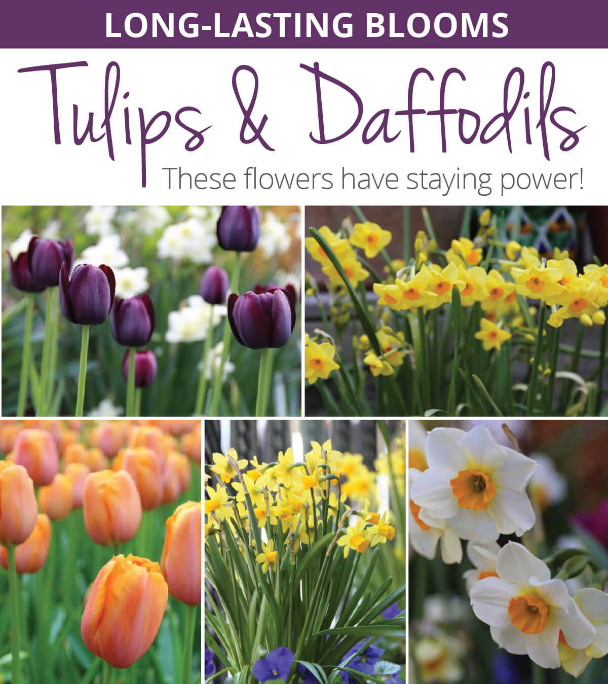 Long-Lasting Tulips and Daffodils? Start Here