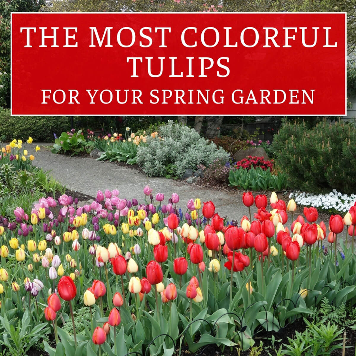 Best Purple Tulip Bulbs, Always Wholesale Pricing