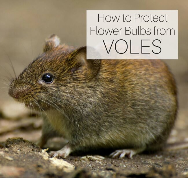 https://dropinblog.net/34250657/files/featured/Protect-Flower-Bulbs-from-VOLES_v3.jpg