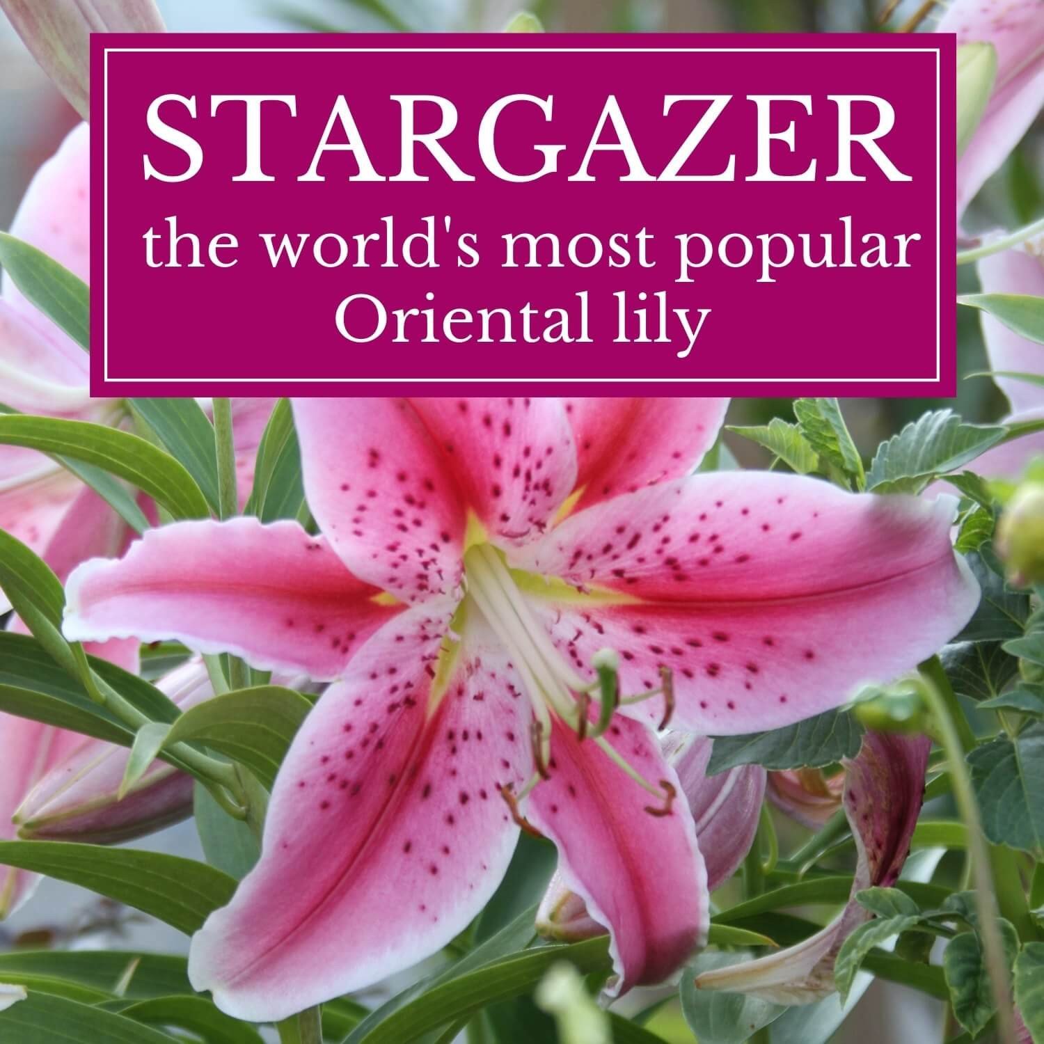 STARGAZER