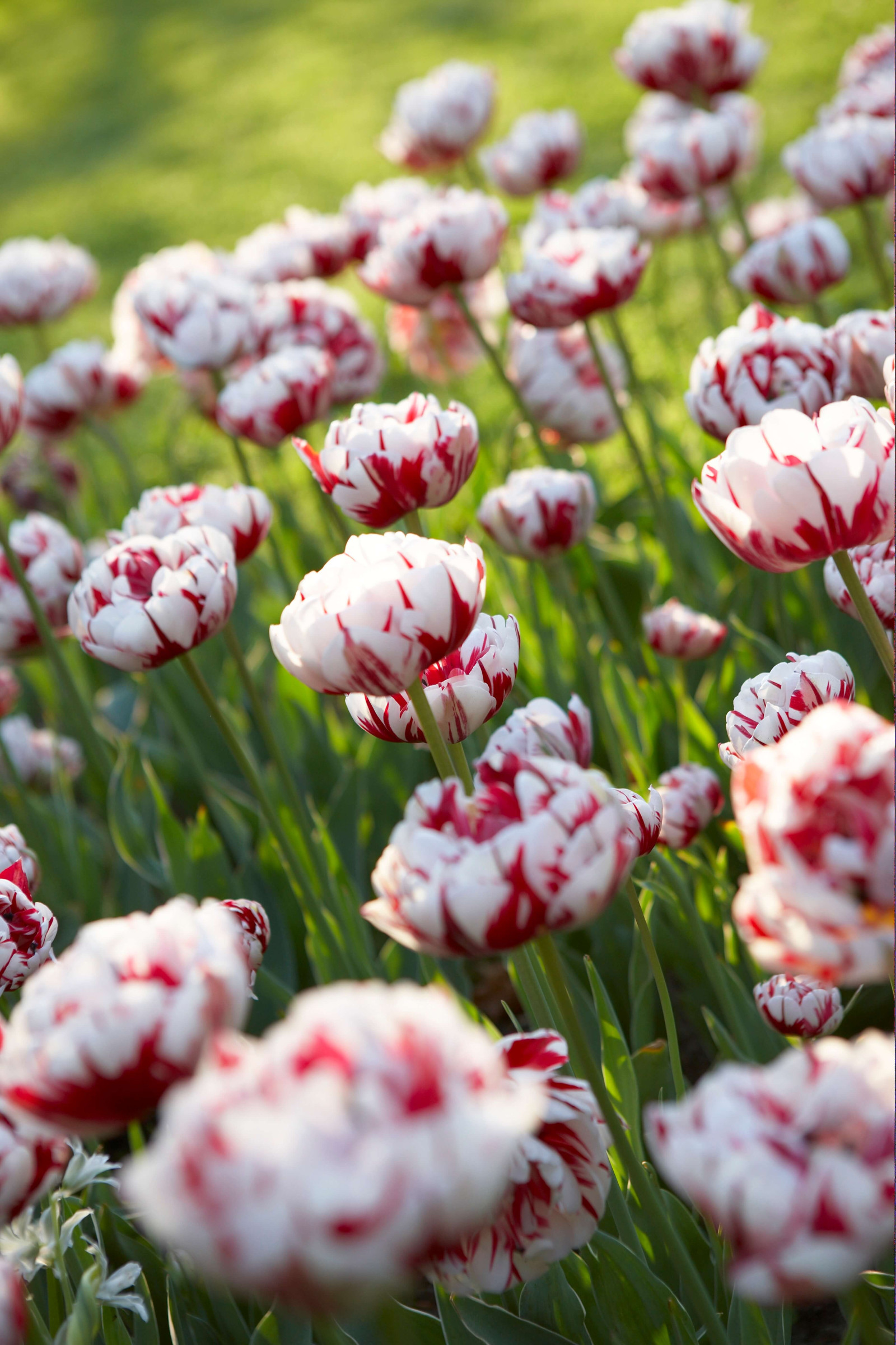 Timeless Tulip Bulbs: Triumph Tulips