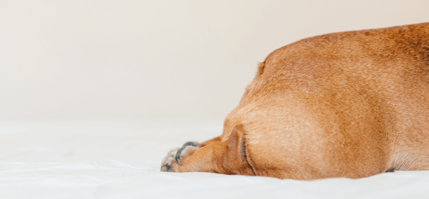 Dog anal glands: Everything you need to know