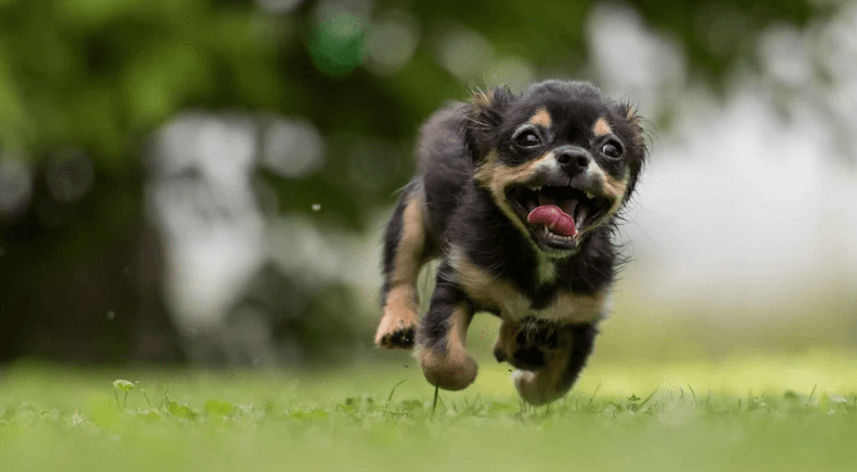 Do I need to walk my dog every day?