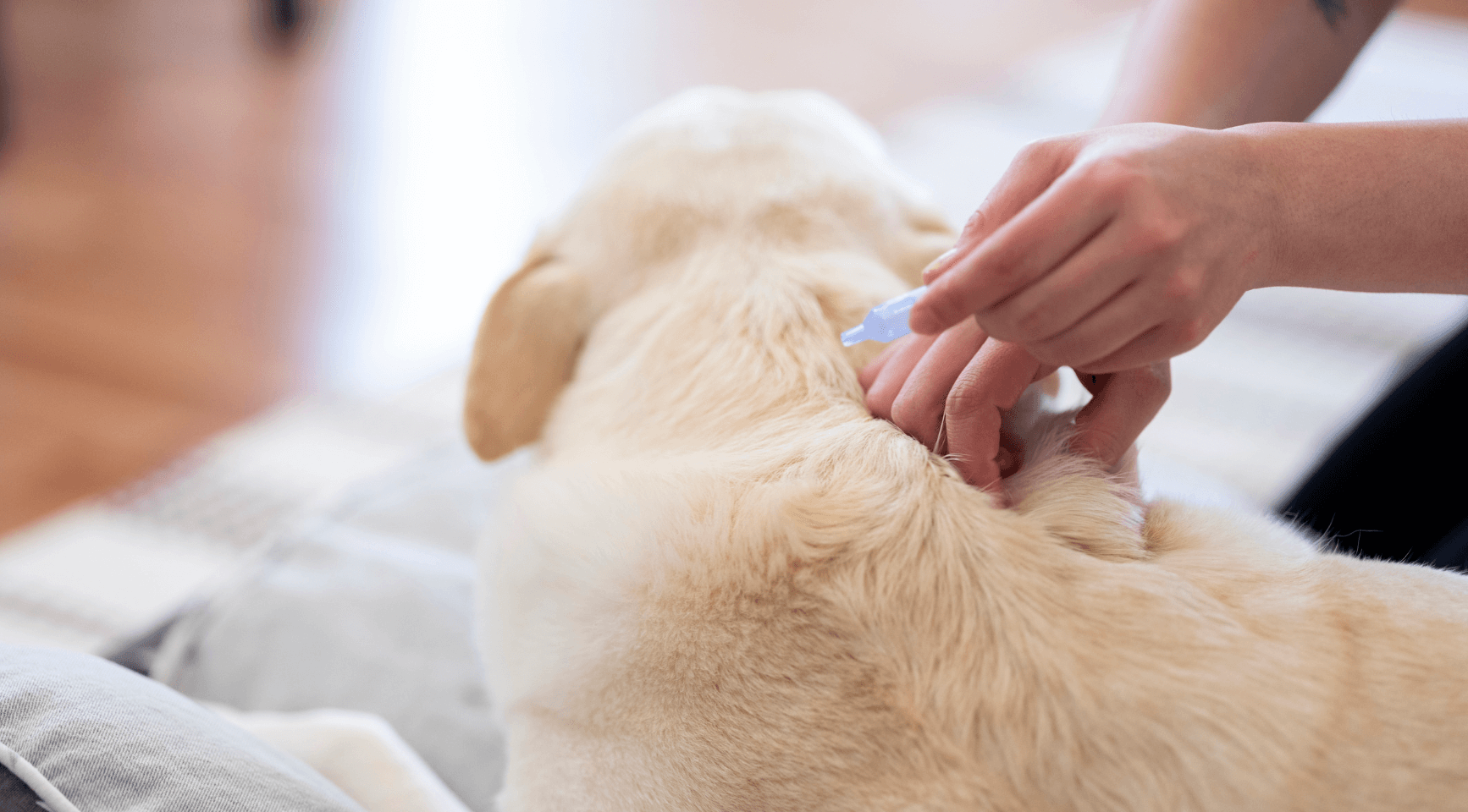 Flea & Tick Prevention