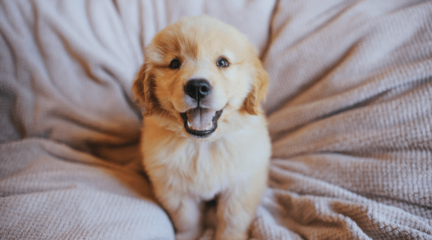 How to give your puppy the best start in life