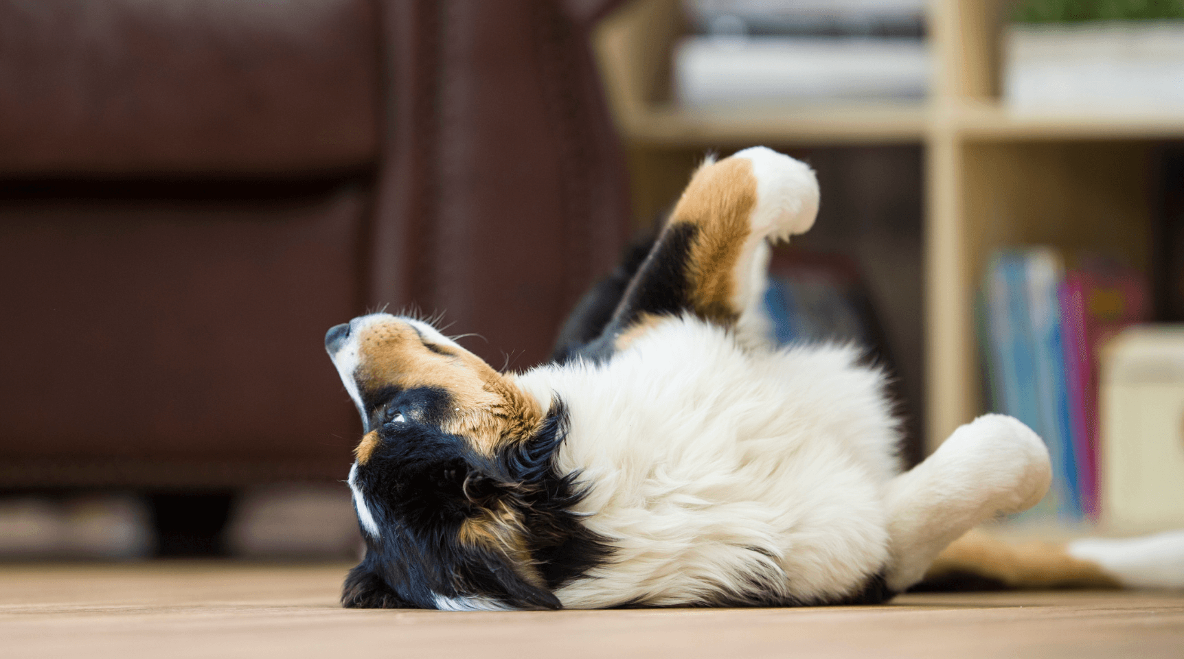 Probiotics For Dogs